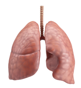 폐섬유화증
